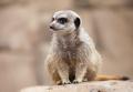 IMG_8516 meerkat